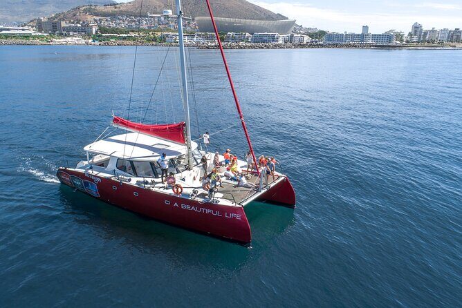 1- Hour Catamaran Cruise Cape Town - Why a 60-minute catamaran works so well in Cape Town