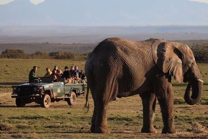 2 Day Safari Experience from Cape Town - Day 1: Cape Agulhas, Lighthouse Views, and a Big 5 Sunset Drive