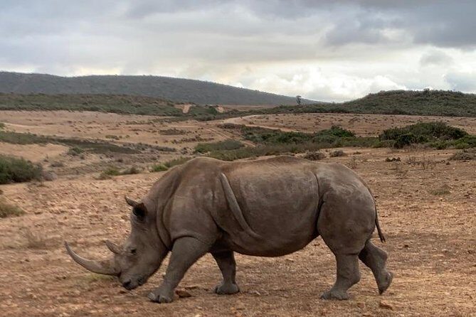 2 Day Safari Experience from Cape Town - The Group Size and Pickup Detail That Changes the Feel