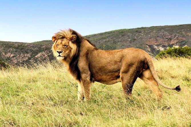 2 Day South African Wildlife Tour with 4x4 Safari from Cape Town - Route 62 back to Cape Town: the long return you’ll still remember