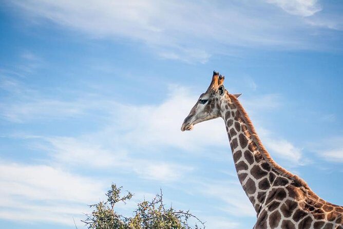 2 Day South African Wildlife Tour with 4x4 Safari from Cape Town - Buffelsdrift bush drive plus the optional elephant observation walk