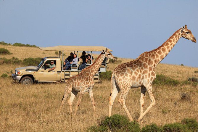 3 Day Garden Route's Best Highlights with Safari from Cape Town - From Oudtshoorn to Buffelsdrift: Elephant Observation as an Optional Add-On