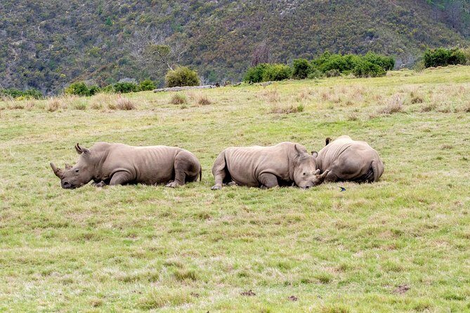 3 Day Garden Route's Best Highlights with Safari from Cape Town - Kaaiman’s Adventures Kayaking: Easy Paddle, Big Birdlife Payoff