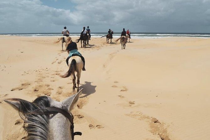 5 Day Garden Route and Addo Safari - Best of South Africa Small Group Tour - Day 3: The real safari day at Addo, plus Jeffreys Bay on your terms