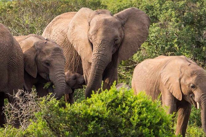 5 Day Garden Route and Addo Safari - Best of South Africa Small Group Tour - Guide-led success: Isaac, Maudi, Modi, Neville, Uriel, and the few red flags