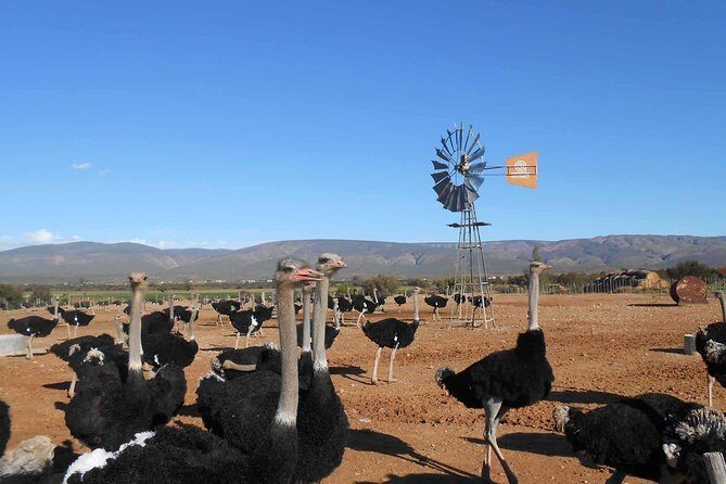 5 Day Garden Route and Addo Safari - Best of South Africa Small Group Tour - Day 1: Cape Town pickup, Route 62 wine tasting, and Oudtshoorn’s elephant-or-ostrich mood