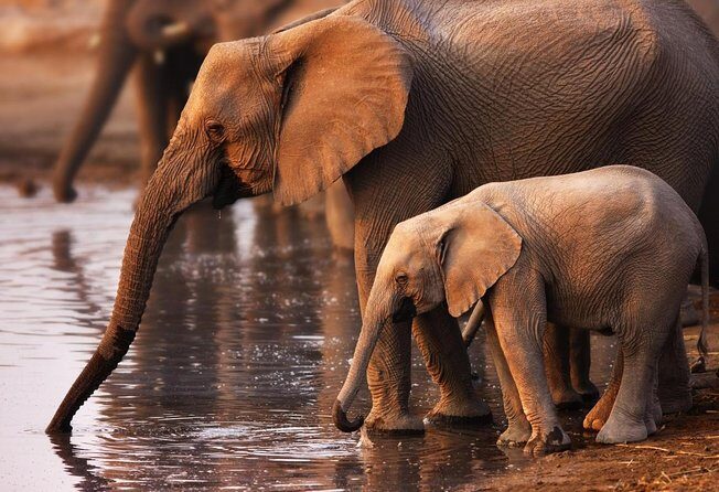 Addo Elephant Full Day Safari with a Traditional South African Braai (BBQ) Lunch - Key things to know before you go
