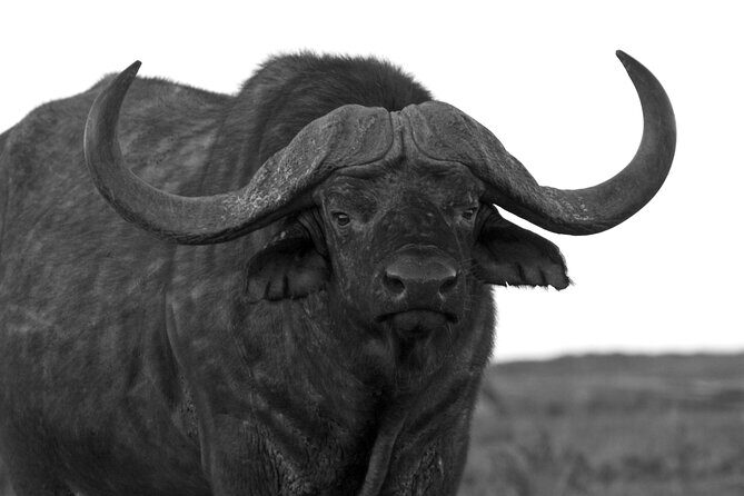 Addo Elephant Full Day Safari with a Traditional South African Braai (BBQ) Lunch - Tea/coffee break around 10h30: a useful pause, not wasted time