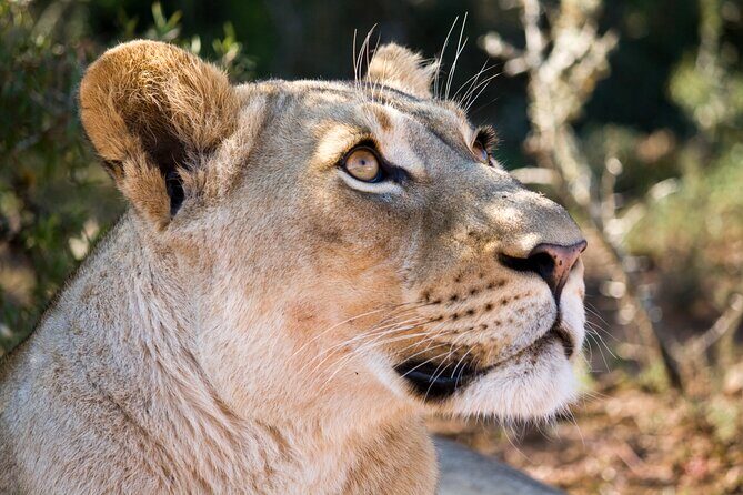 Addo Elephant Full Day Safari with a Traditional South African Braai (BBQ) Lunch - Your guide is part of the experience: Stephen, Steve, Siya, and more