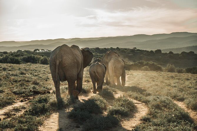 Addo Elephant National Park All Inclusive Full-Day Safari - Key Things That Make This Safari Worth Your Day