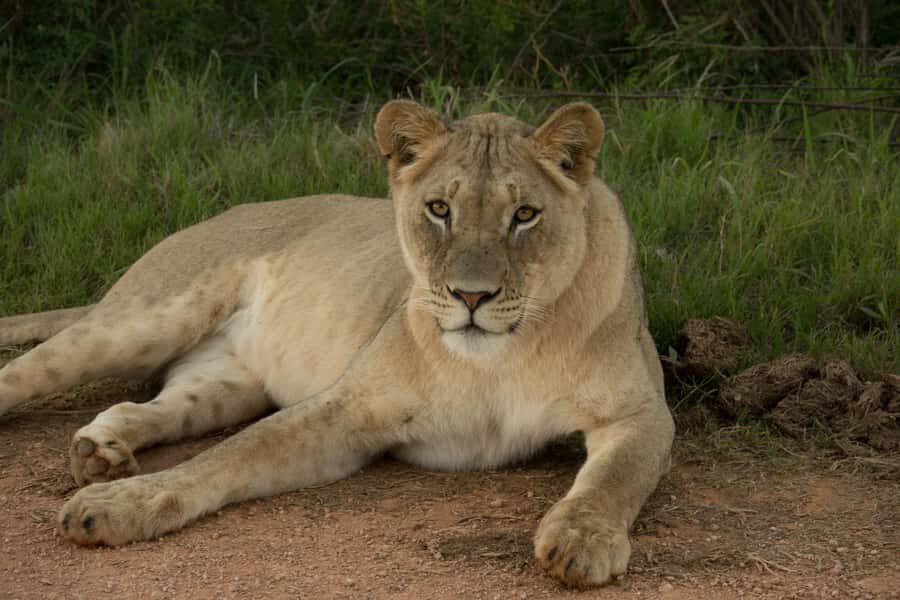Addo Elephant National Park All Inclusive Full-Day Safari - Should you book this Addo all-inclusive safari?