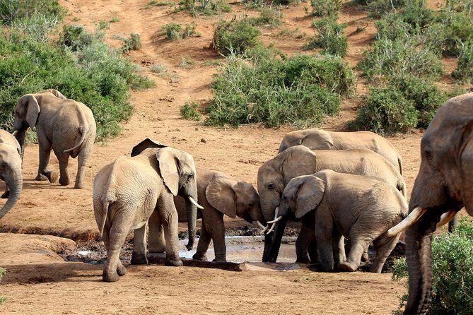 Addo Elephant National Park All Inclusive Full-Day Safari - A Full-Day Addo Safari From Port Elizabeth: What You’re Really Buying