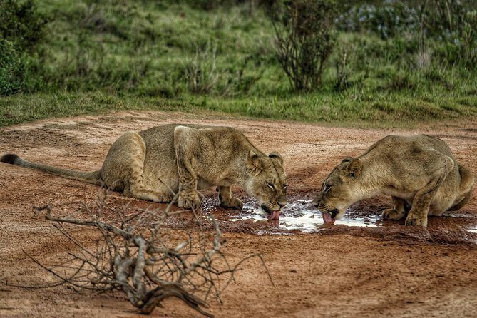 Addo Elephant National Park All Inclusive Full-Day Safari - The Big 7 Connection: What You Might See vs. What You Should Expect