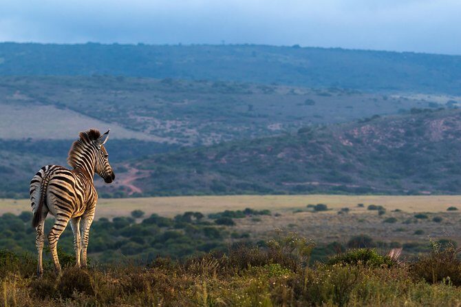 Addo Elephant National Park All Inclusive Full-Day Safari - Guides Make the Day: Names I’d Look For When You Book
