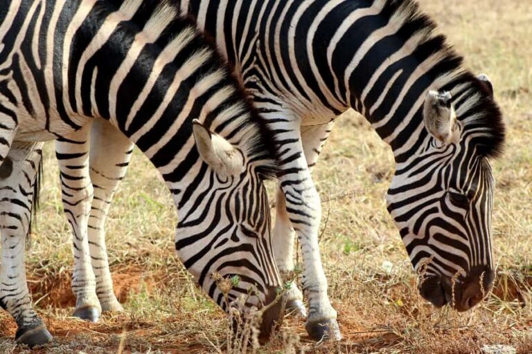 Addo Elephant National Park All Inclusive Full-Day Safari - Morning pickup from Port Elizabeth and the ride in an air-conditioned 4x4