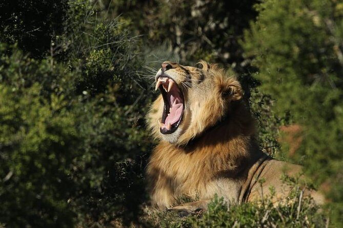 Addo Elephant National Park All Inclusive Full-Day Safari - Getting There: Pickup, the 4x4 Ride, and the Pace You’ll Feel