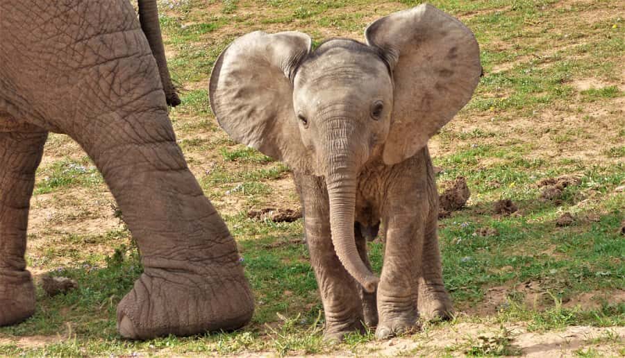 Addo National Park: Guided Half-Day Safari - Key things that matter most on this Addo half-day safari