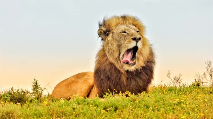 Addo National Park: Guided Half-Day Safari - Your guide’s real job: spotting fast and telling you what you’re seeing