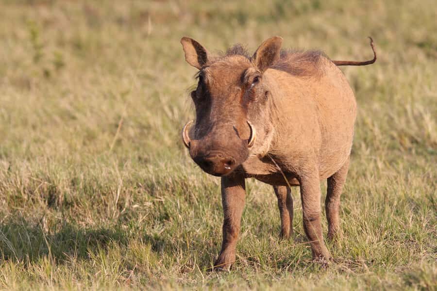 Addo National Park: Guided Half-Day Safari - What the 4-hour flow looks like once you’re in Addo