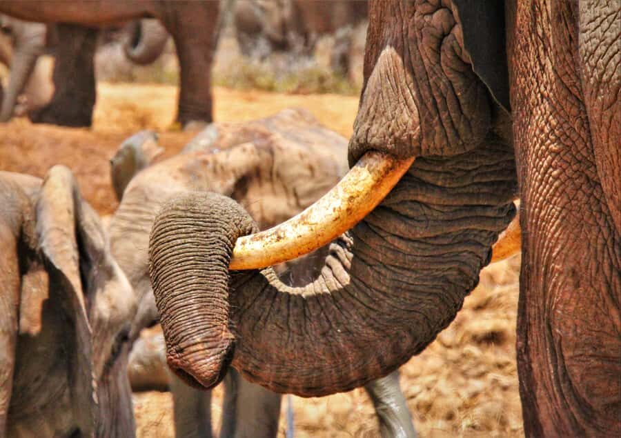 Addo National Park: Guided Half-Day Safari - Included drinks and snacks keep the safari focused