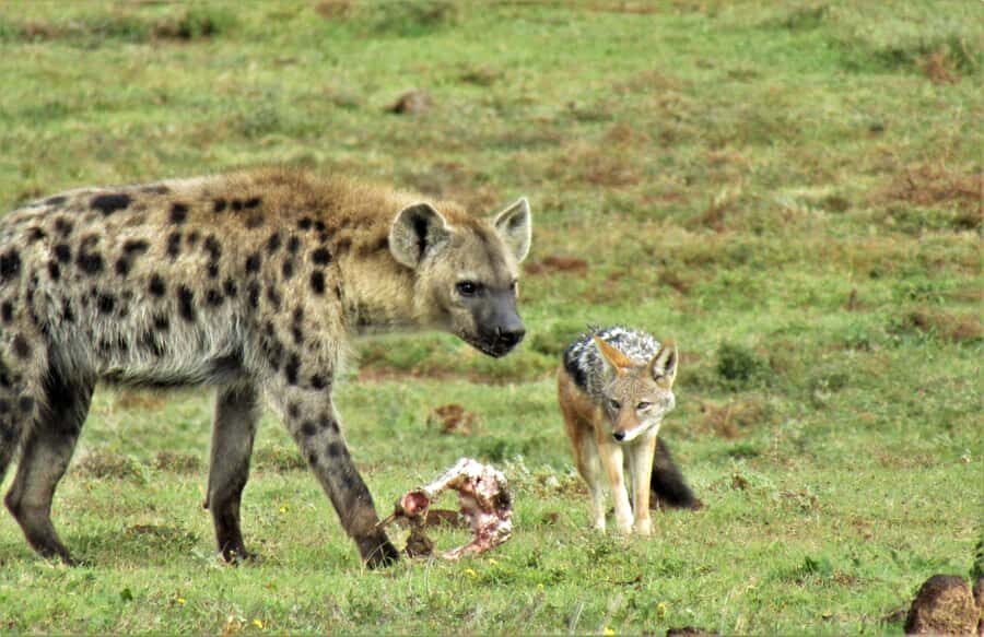 Addo National Park: Guided Half-Day Safari - Price and logistics: is $81 a good value?