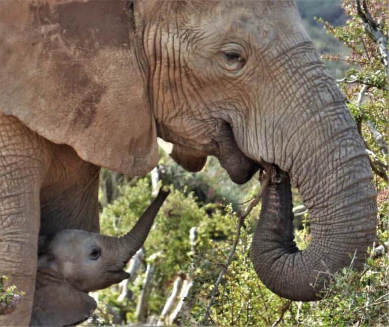 Addo National Park: Guided Half-Day Safari - The closed Toyota Land Cruiser: why it makes a difference for viewing