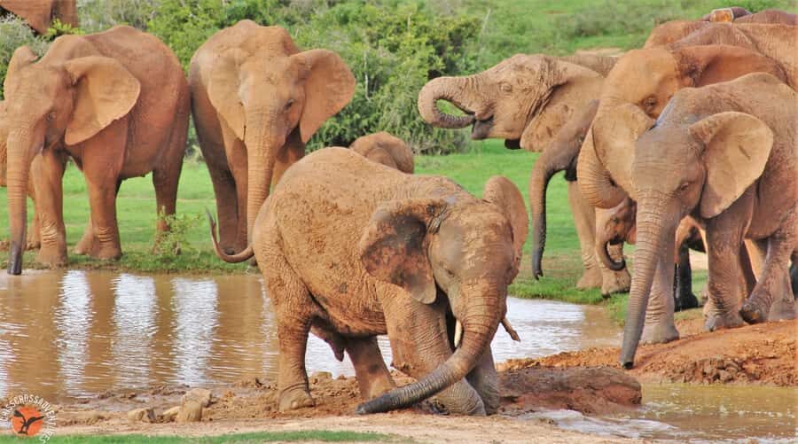 Addo National Park: Guided Half-Day Safari - What to bring, and what Addo asks you not to do