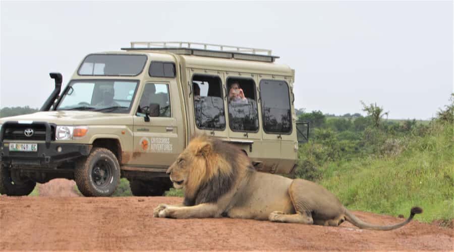 Addo National Park: Guided Half-Day Safari - Should you book this Addo Elephant National Park half-day safari?