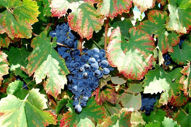 African Story Wine Tours in the Cape Winelands - Pickup, transport, and small-group comfort in an 8-hour rhythm