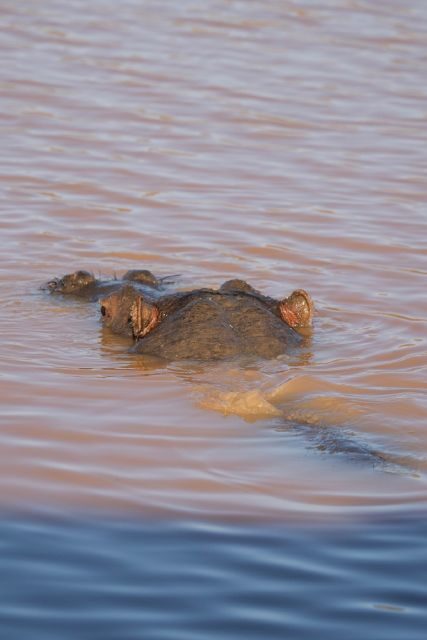 Aquila Game Reserve: Afternoon Safari - Aquila Afternoon Safari at a glance: what your half-day really feels like