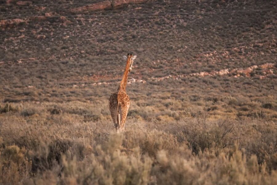 Aquila Private Game Reserve: Sunset Safari with Entry Fee - Key points to know before you go