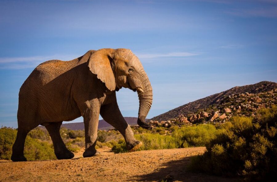 Aquila Private Game Reserve: Sunset Safari with Entry Fee - Arriving by 3:00 PM: welcome drinks, pool time, and the in-between