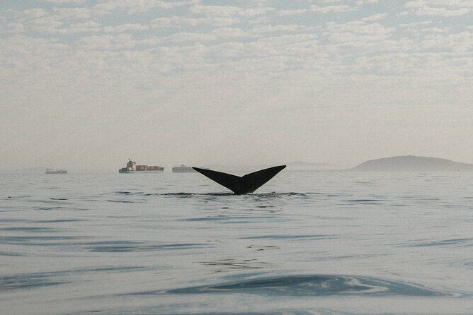 Atlantic Outlook Kayak Tour Cape Town - Wildlife Spotting: Dolphins, Penguins, Seals, Whales, and Jellyfish