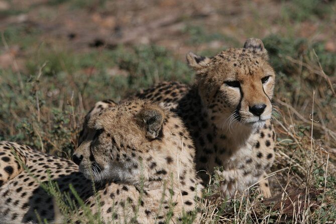 Big Five Game Reserve Wildlife Safari from Cape Town - Key Things That Make This Safari Work
