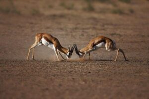 Big Five Game Reserve Wildlife Safari from Cape Town - The 3-Hour Open-Vehicle Game Drive (Where the Day Hits)