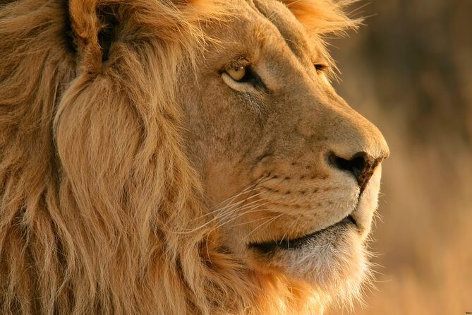 Big Five Safari and Breede River Valley Guided Day Trip - Du Toitskloof Pass and the Table Mountain viewpoint stop