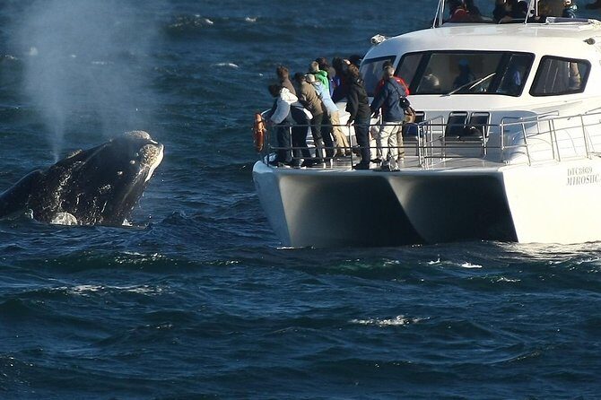 Boat Based Whale Watching from Hermanus - Key highlights at a glance