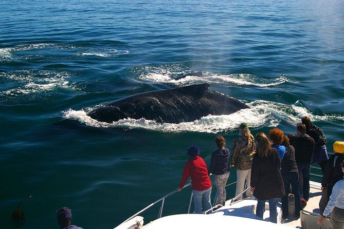 Boat Based Whale Watching from Hermanus - Hermanus from the water: why this boat tour is worth your time