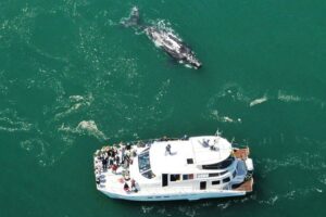 Boat Based Whale Watching from Hermanus - Out on the Catamaran: What to Watch, Who Helps, and How Comfort Is Handled