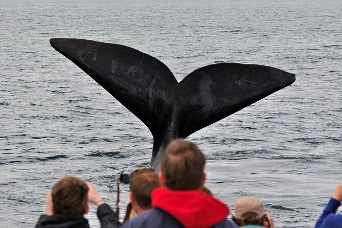 Boat Based Whale Watching from Hermanus - The 2-hour catamaran ride: how the specialist helps you find action