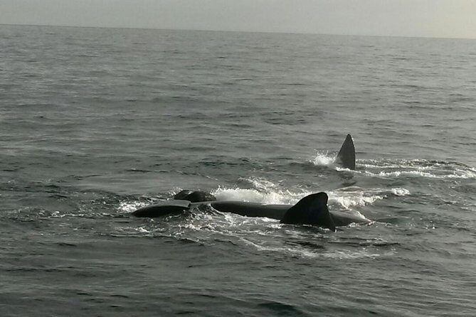Boat Based Whale Watching from Hermanus - What species you can realistically hope to see by season
