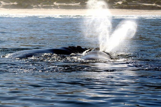 Boat Based Whale Watching from Hermanus - Light refreshments and the little things that reduce stress