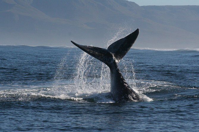 Boat Based Whale Watching from Hermanus - Safety and families: life jackets for kids under 12