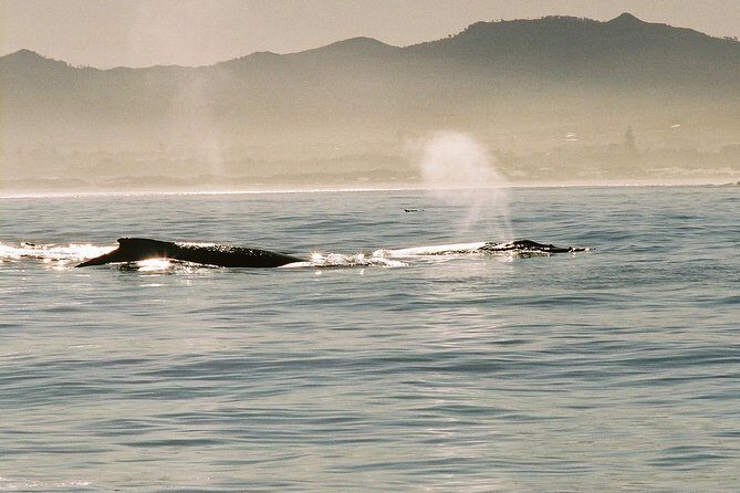 Boat Based Whale Watching from Hermanus - Booking and timing: how to get the best value