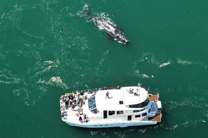 Boat Based Whale Watching from Hermanus - Out on the Catamaran: What to Watch, Who Helps, and How Comfort Is Handled