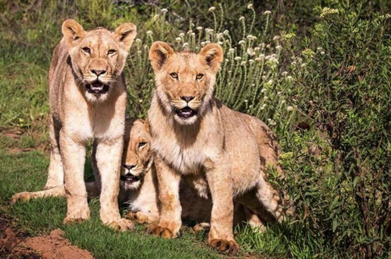 Botlierskop Private Game Reserve: 3.5-Hour Sunset Game Drive - Your 3.5-Hour Sunset Game Drive: What Happens When