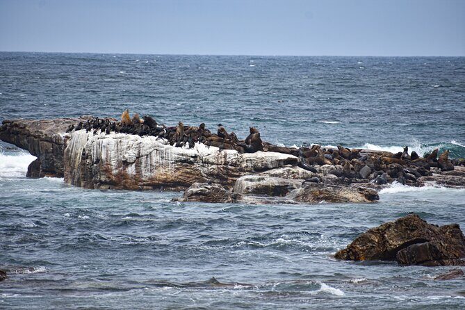 Cape of Good Hope & Boulder Penguins Full-Day Tour from Cape Town - Why this Cape Peninsula day feels faster than it is