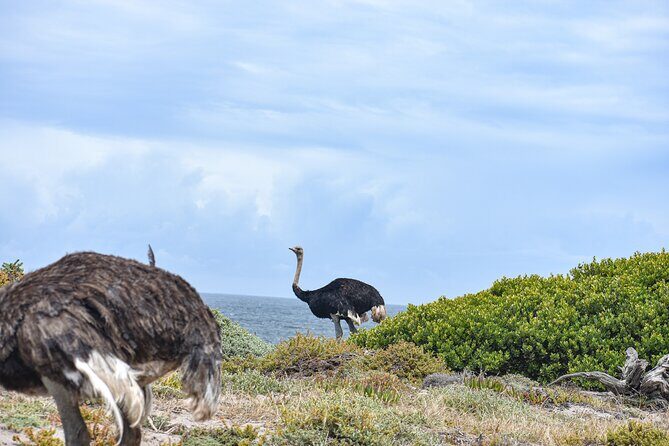 Cape of Good Hope & Boulder Penguins Full-Day Tour from Cape Town - Cape Point Ostrich Farm, the nature reserve, and lighthouse views