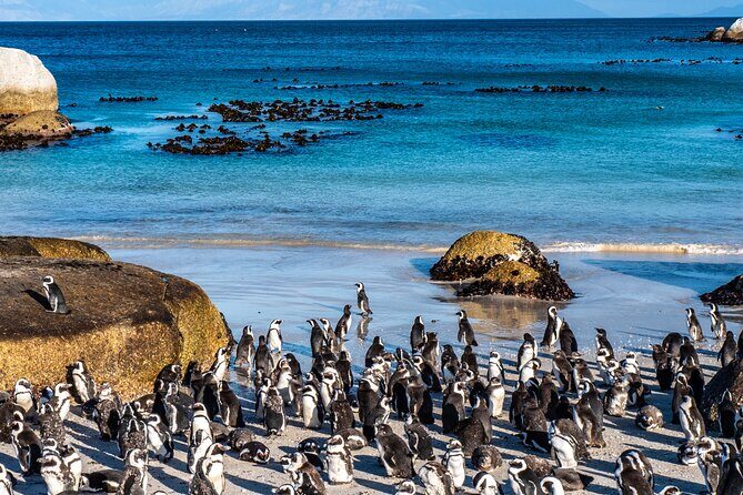 Cape of Good Hope & Penguins Small Group Tour from Cape Town - Boulders Beach Penguin Colony: The Close-Range Part (With Rules)