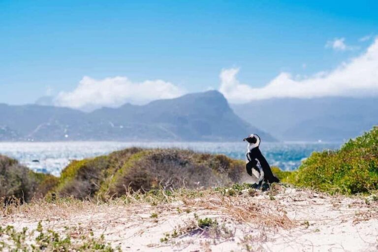 Cape Peninsula Shared Half-Day Tour - Pickup, comfort, and the pace reality check